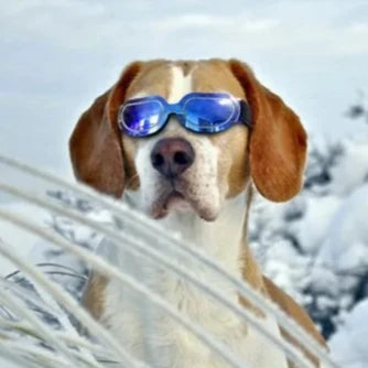 Dog's UV Protection Sunglasses - MeeowShop