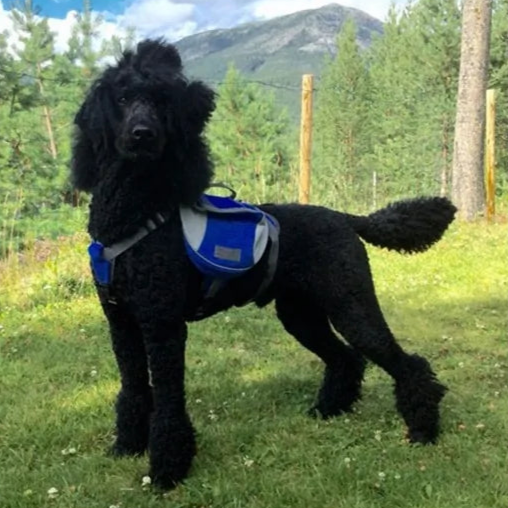 Dog's Harness Carrier Backpack