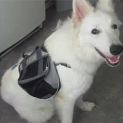 Dog's Harness Carrier Backpack