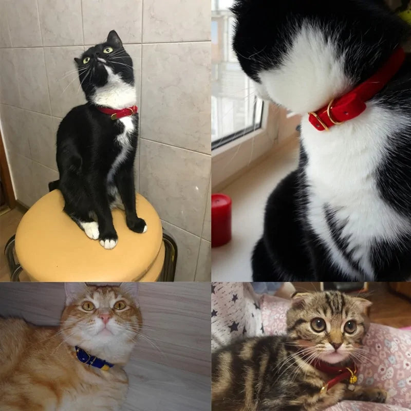 Pet's Velvet Collars For Small Animals - MeeowShop