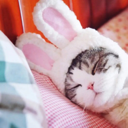 Bunny Rabbit Costume For Cat And Small Dogs