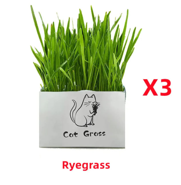 PurePaws Organic Cat Grass