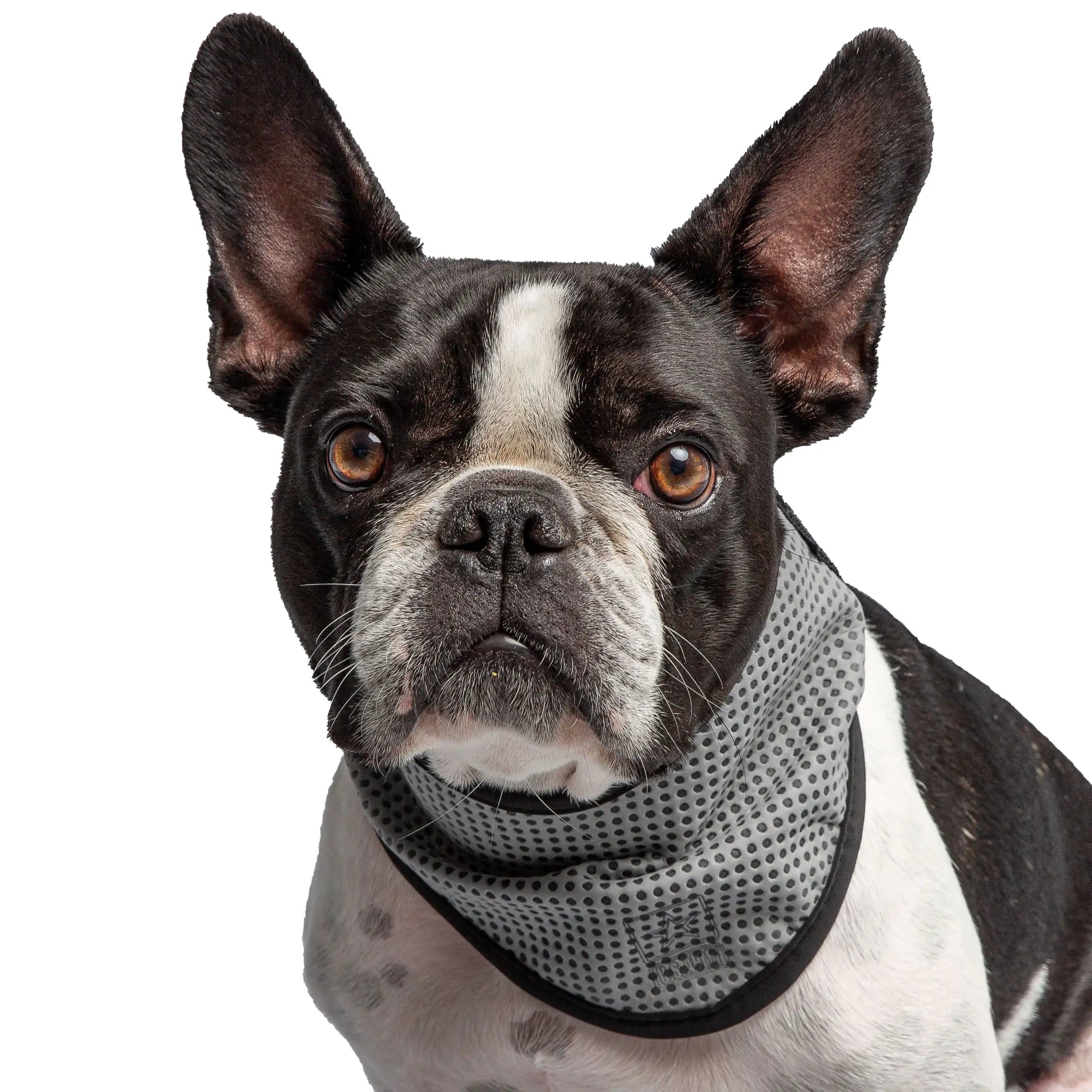 Dog's Cooling Bandana - MeeowShop