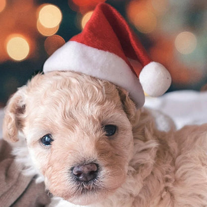 Pet's Christmas Santa Hat