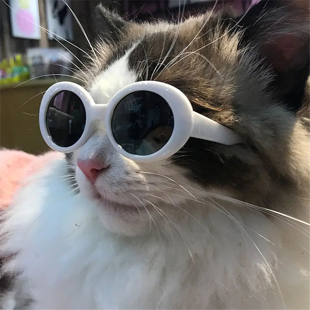 Pet's Eyeglasses Photograph Prop - MeeowShop