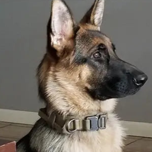 Dog's Camo Collar