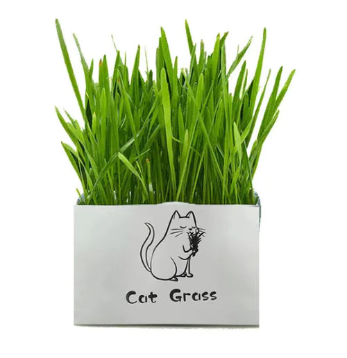 PurePaws Organic Cat Grass