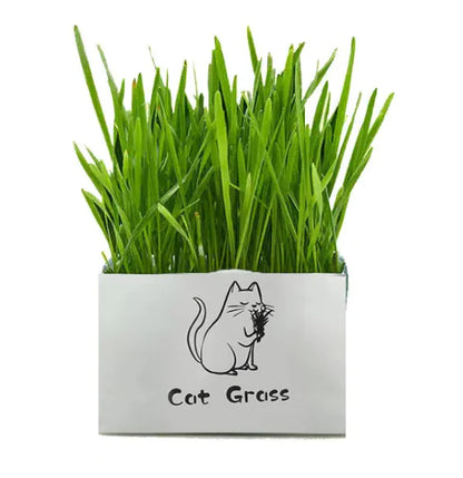 PurePaws Organic Cat Grass