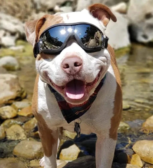 Doggo's Goggles | Adjustable Strap Goggles for Dog's - MeeowShop