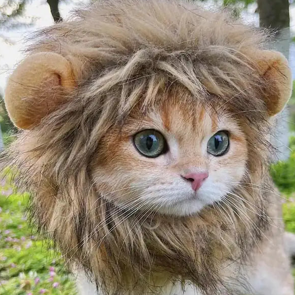 Cat's Lion's Mane Costume