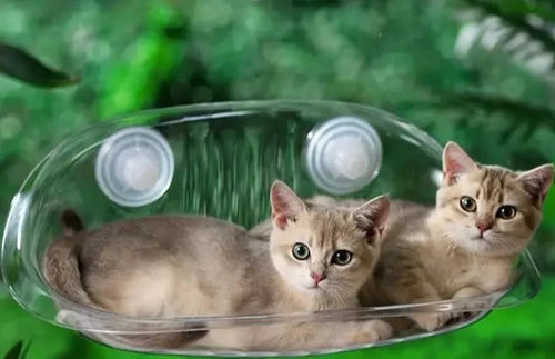 Cat Glass Sleeping Cat Hammock