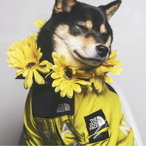 Dog's Raincoat Windbreaker Hoodies - MeeowShop