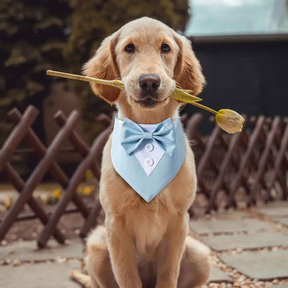 Pet's Fashionable Tuxedo Bow Ties - MeeowShop